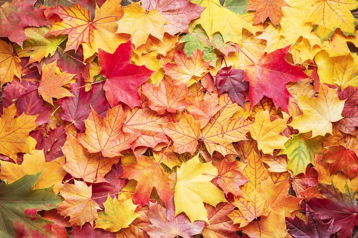 fall leaves